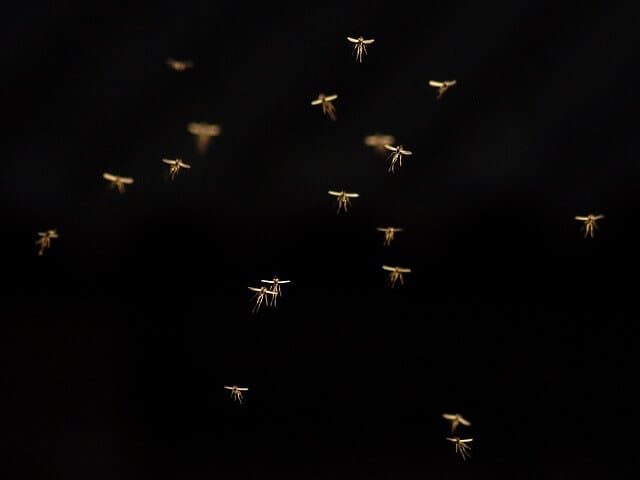 mosquitos atlanta